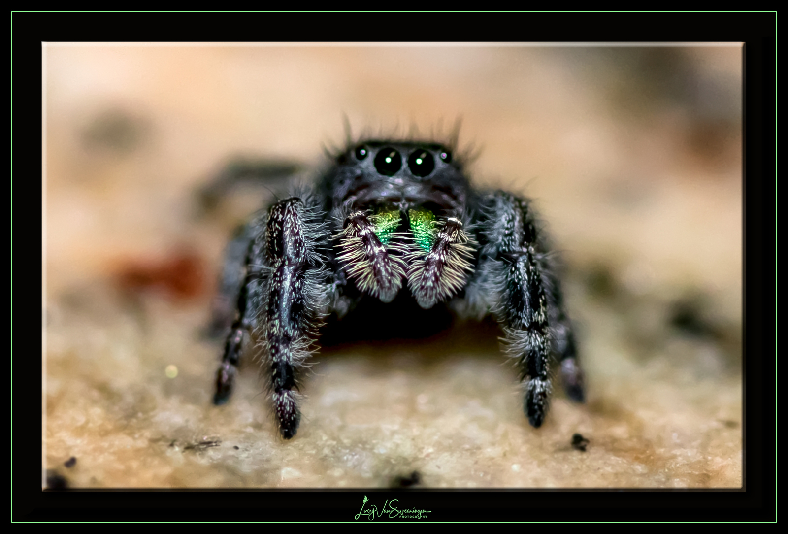 Hitchhiker