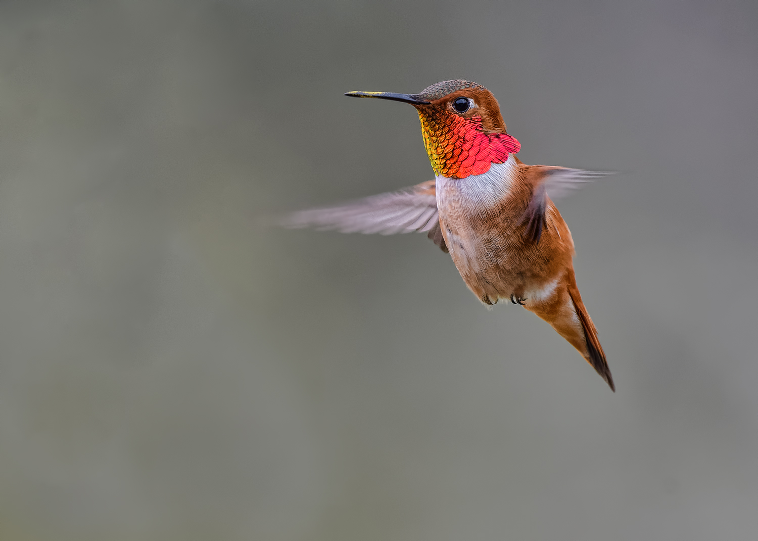 Rufous vs Allen's