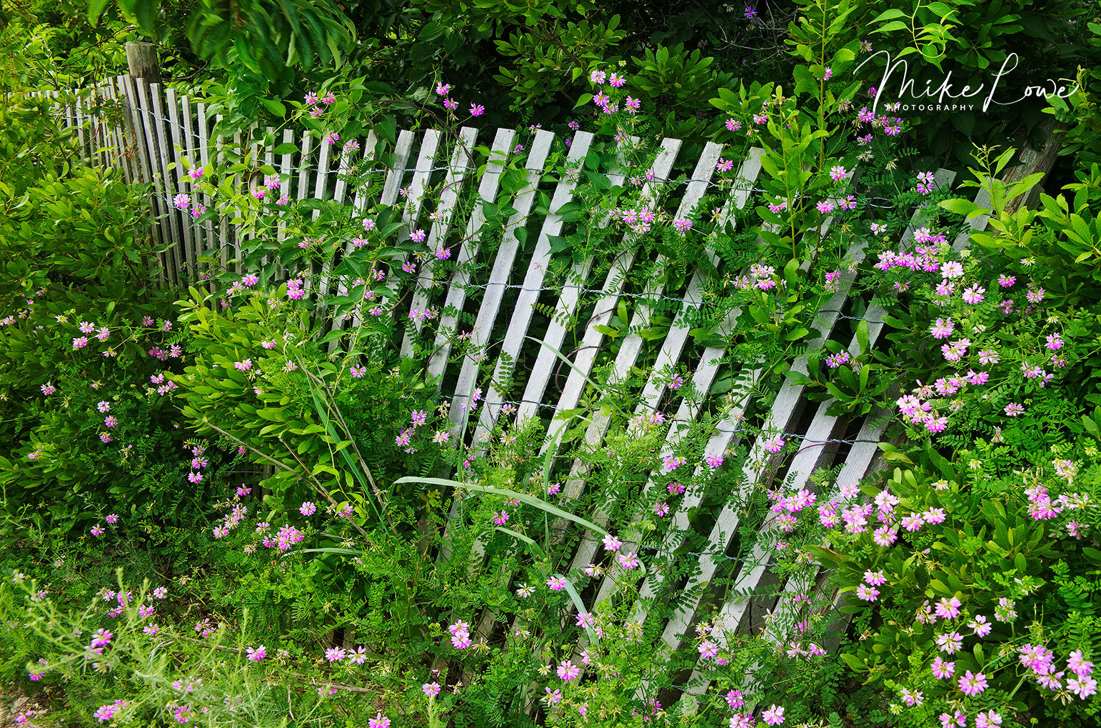 Sand Fence WC # 831