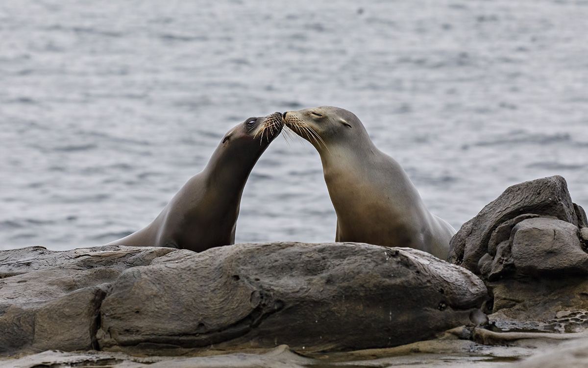 Kissin' Cousins