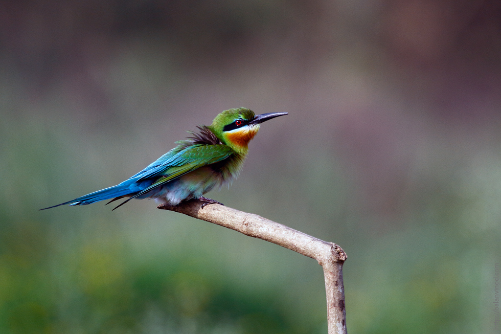 Blue Tail