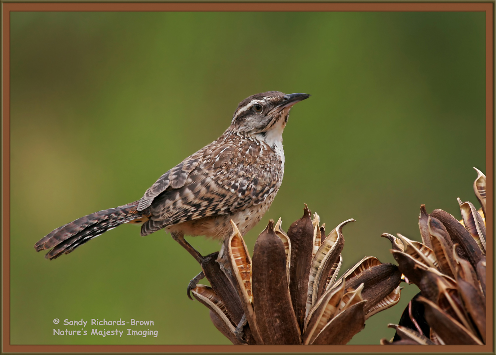 Cactus Wren