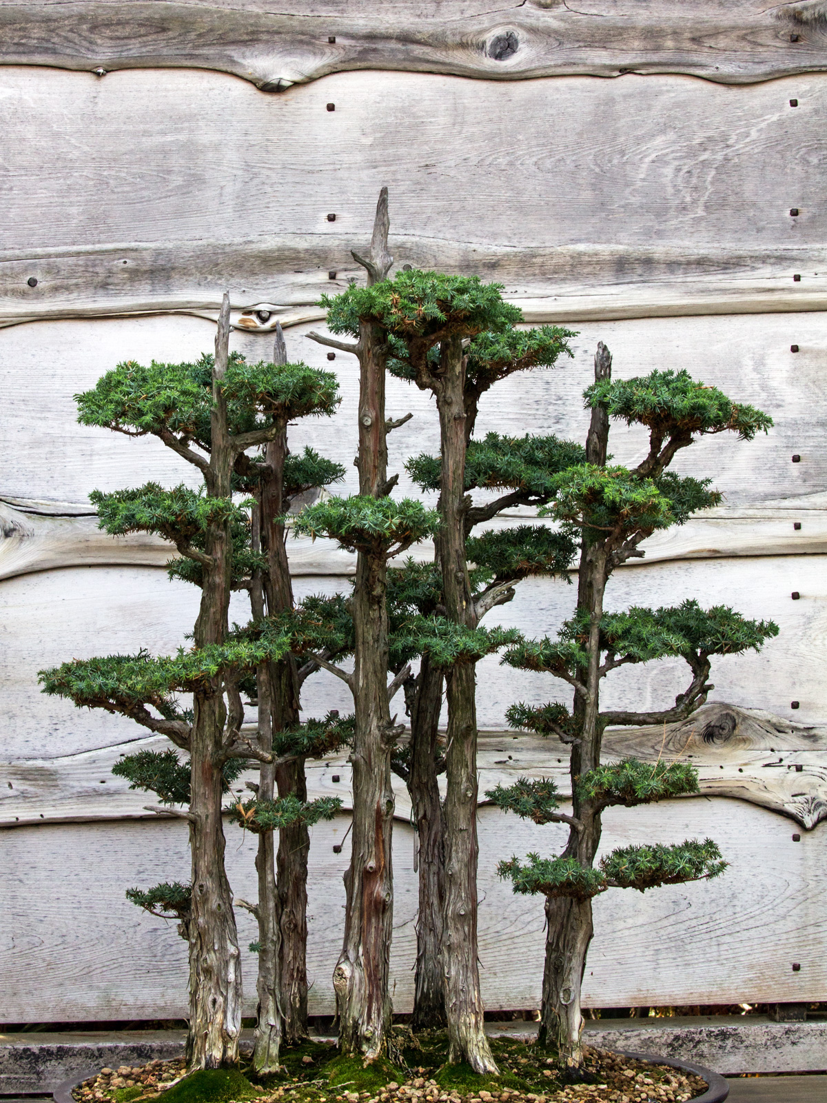 Bonzai