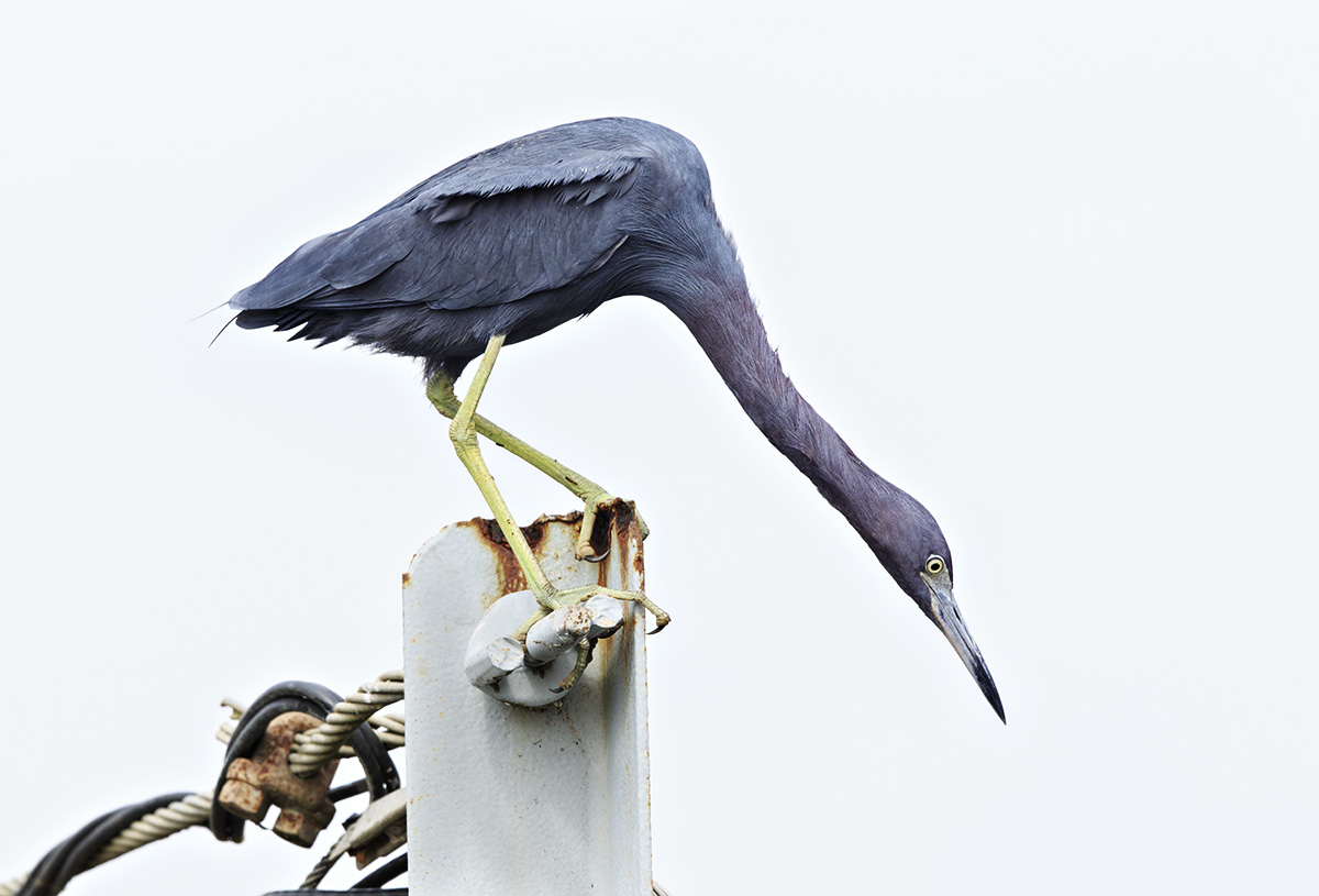 Little Blue Heron