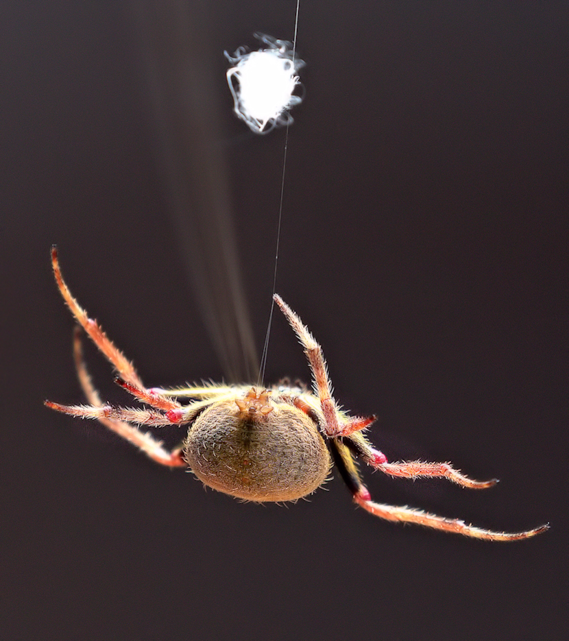 Spider mishap
