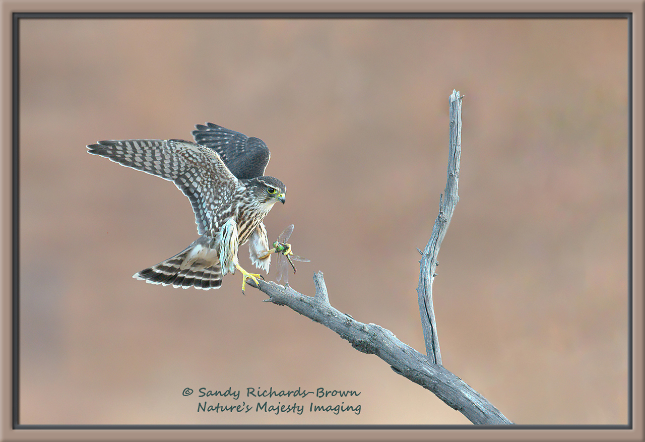 Merlin with Dragonfly