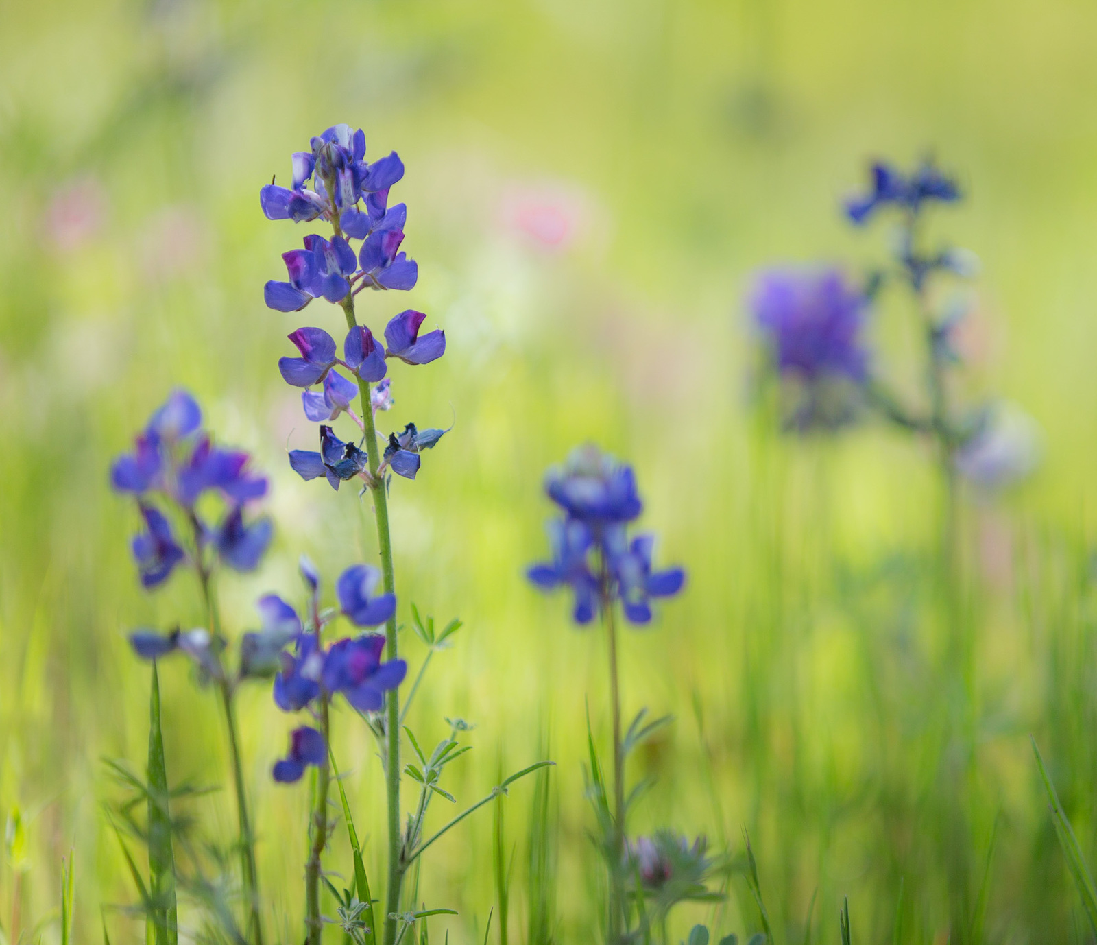 Spring Flowers