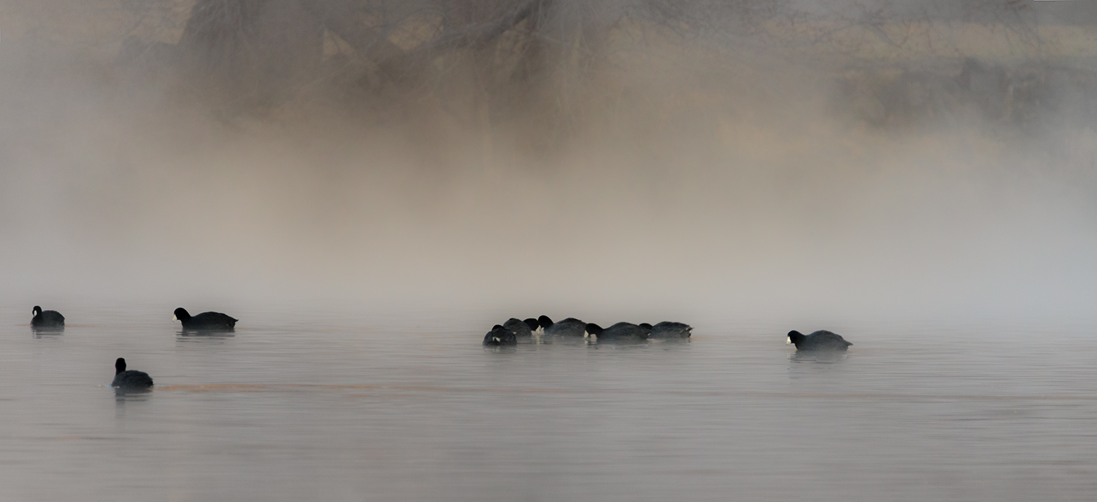 Coots in the Fog