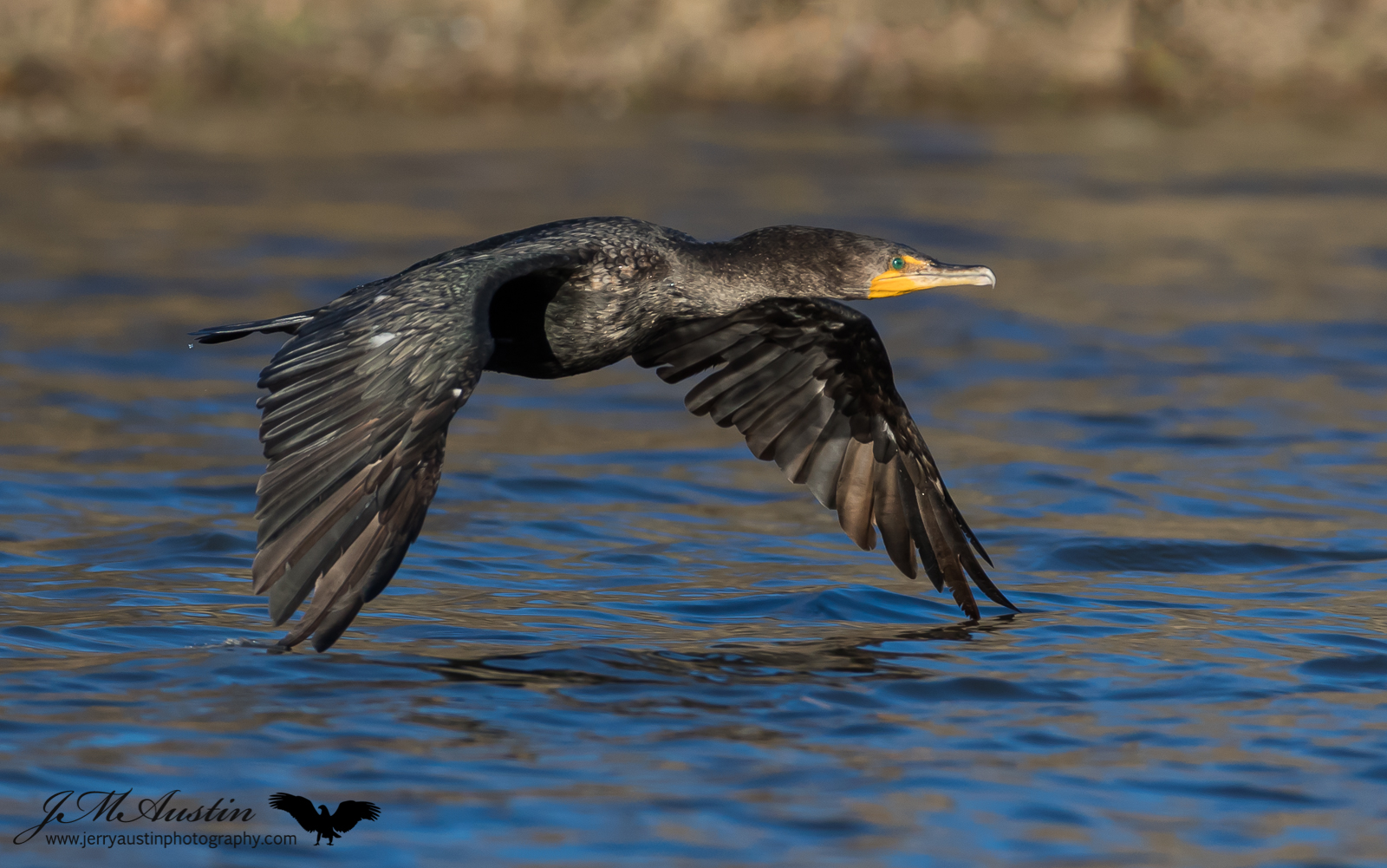 Skimming Cormorant