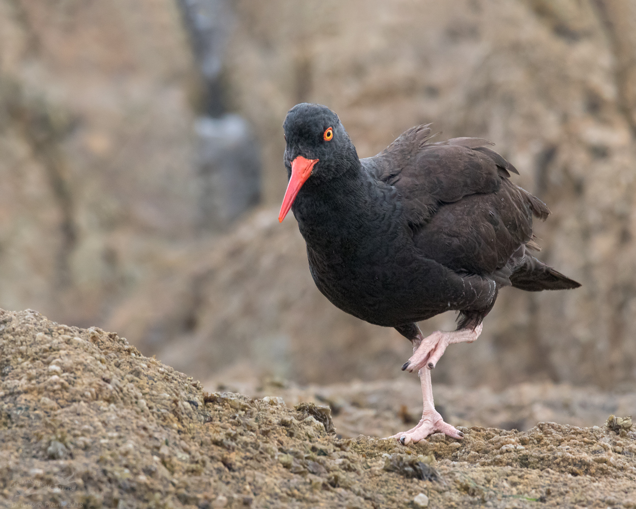 Oystercatcher