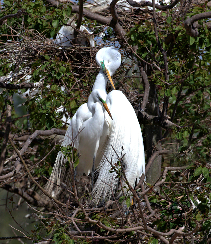 Egret hug