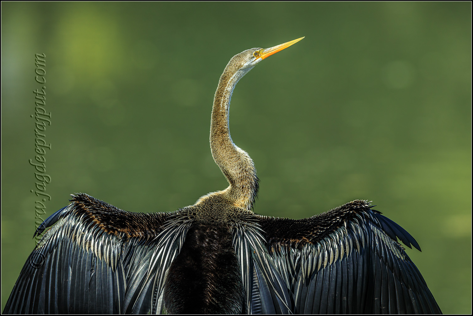 Indian Darter