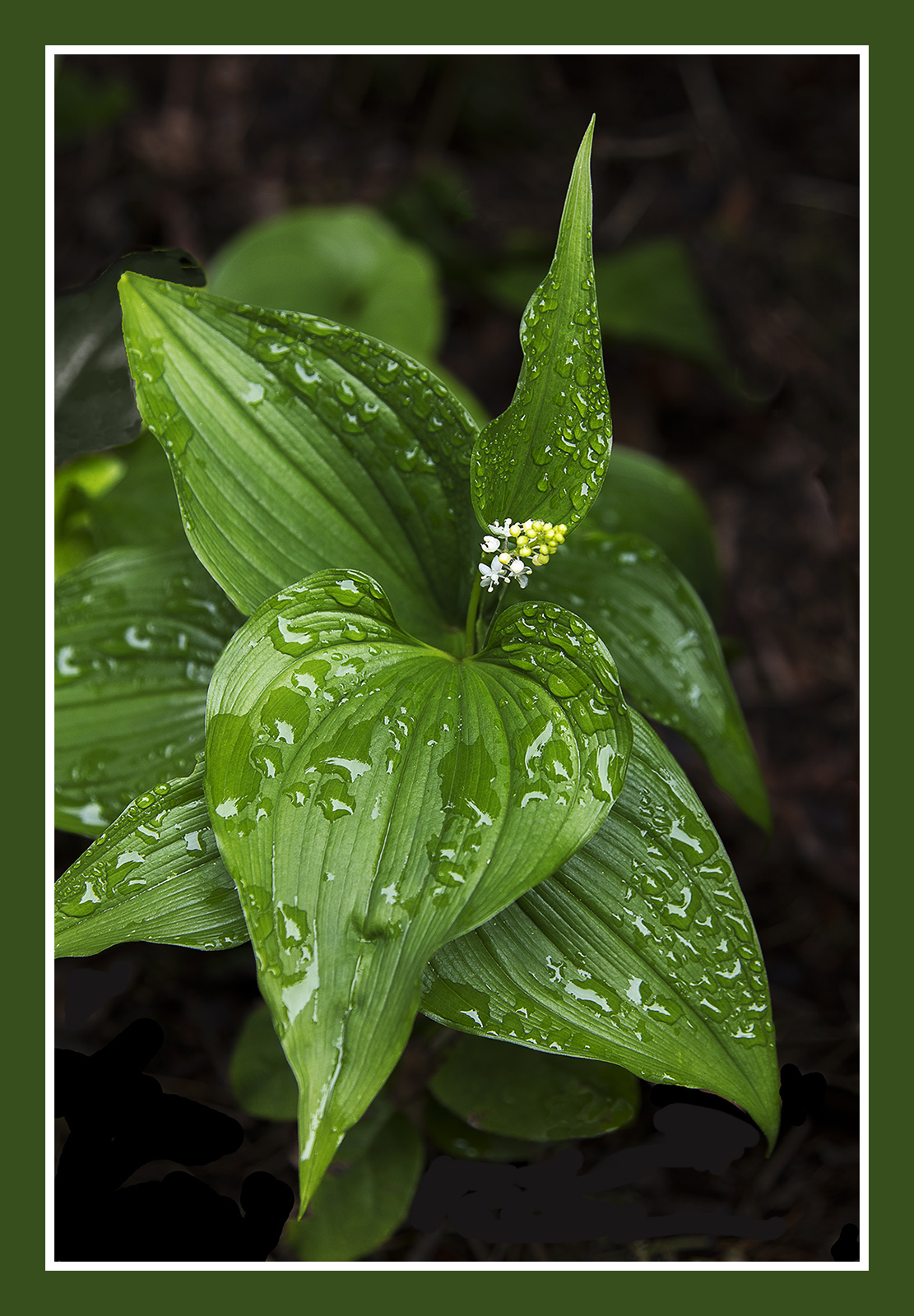 False Lilly of the Valley
