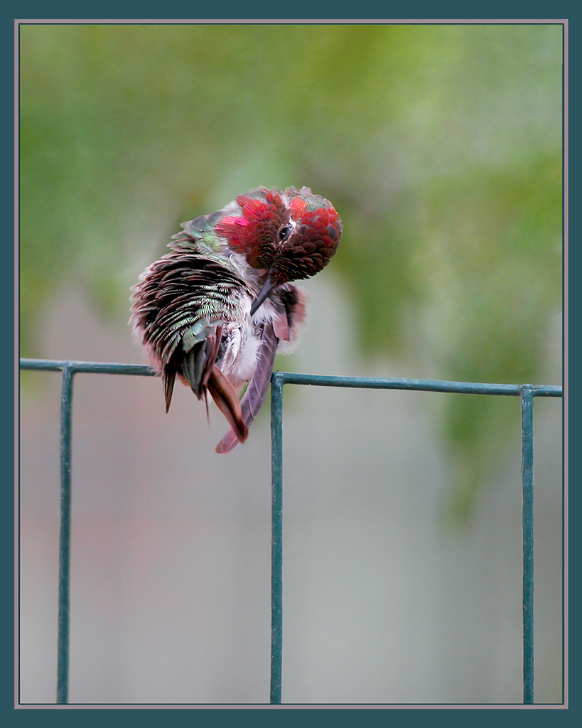 Preening Hummer