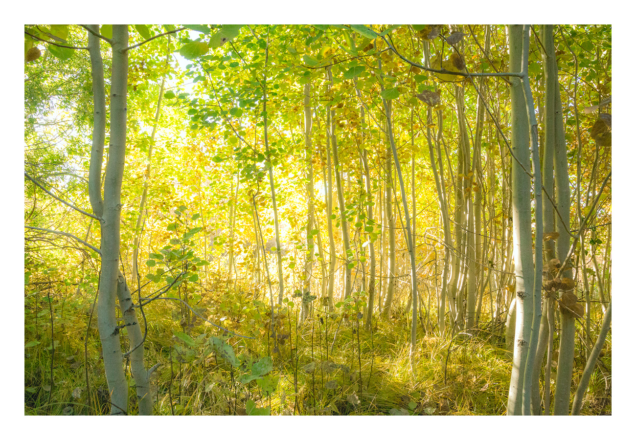 Light in an Aspen Grove