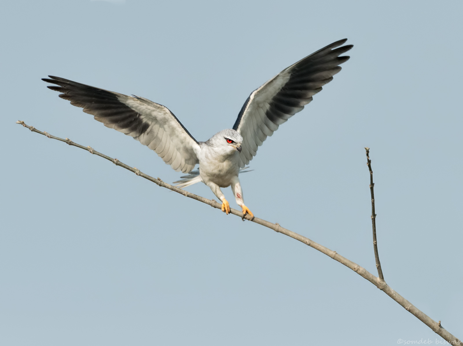 Black Shouldered Kite