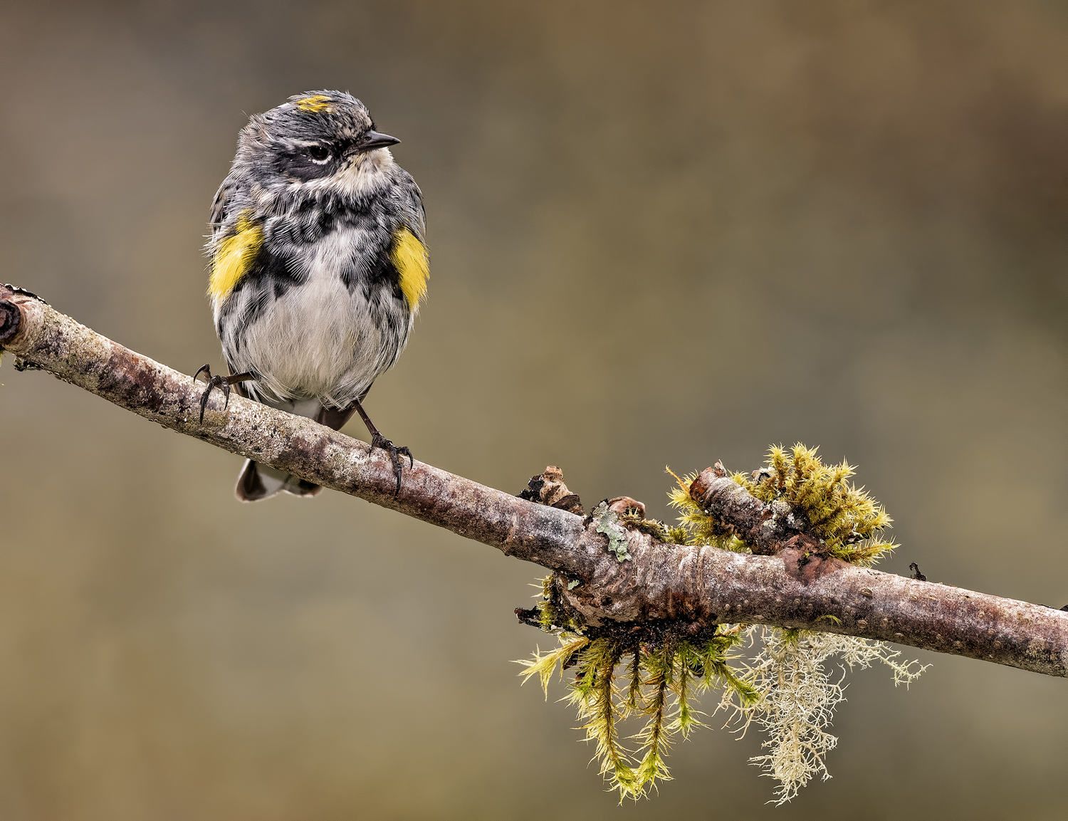 Yellow Rump Warbler