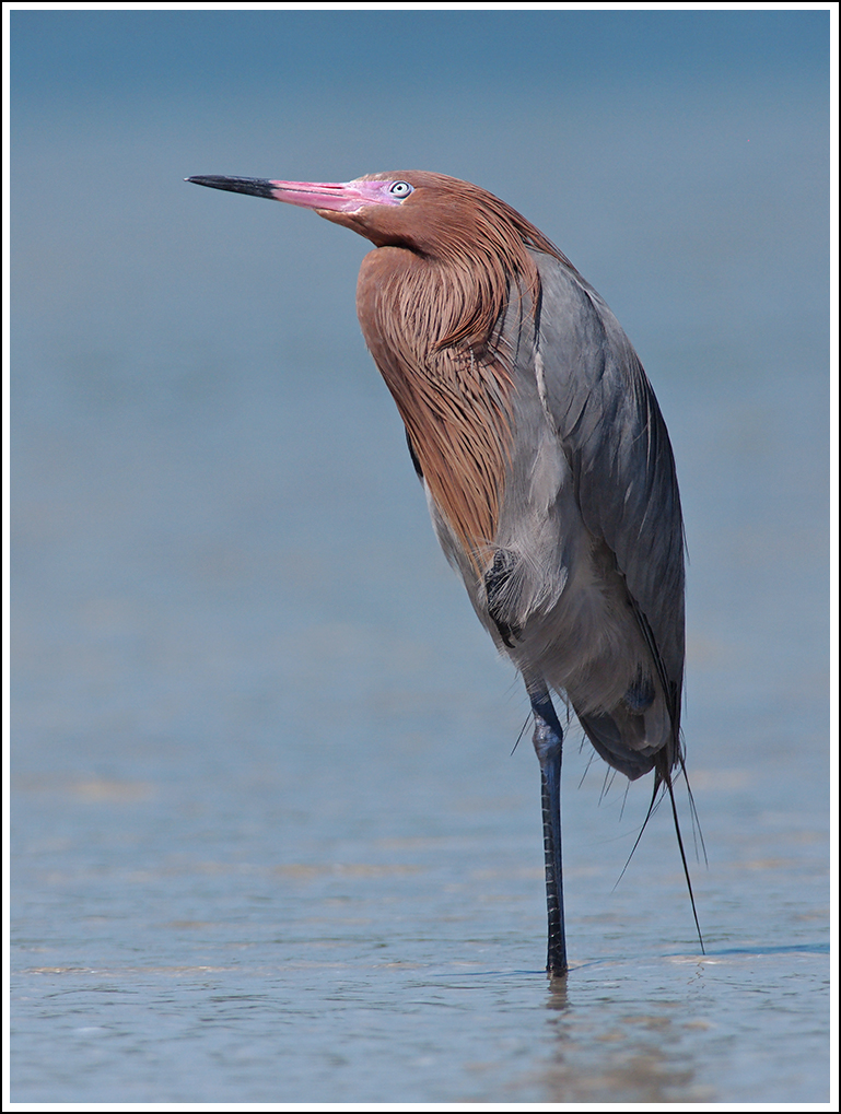 Reddish Egret Looking Up
