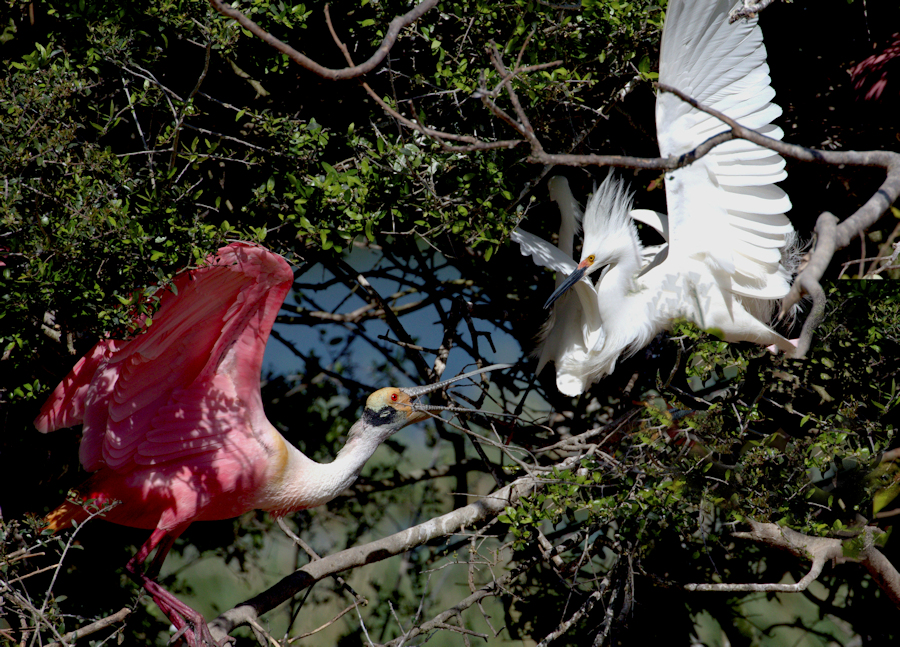 Spoonbill Snowy standoff