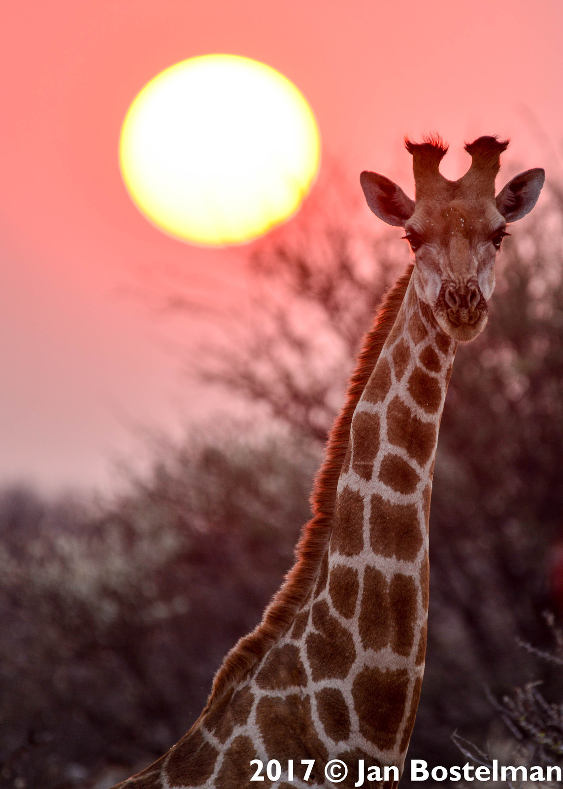 Namibian Giraffe 2017
