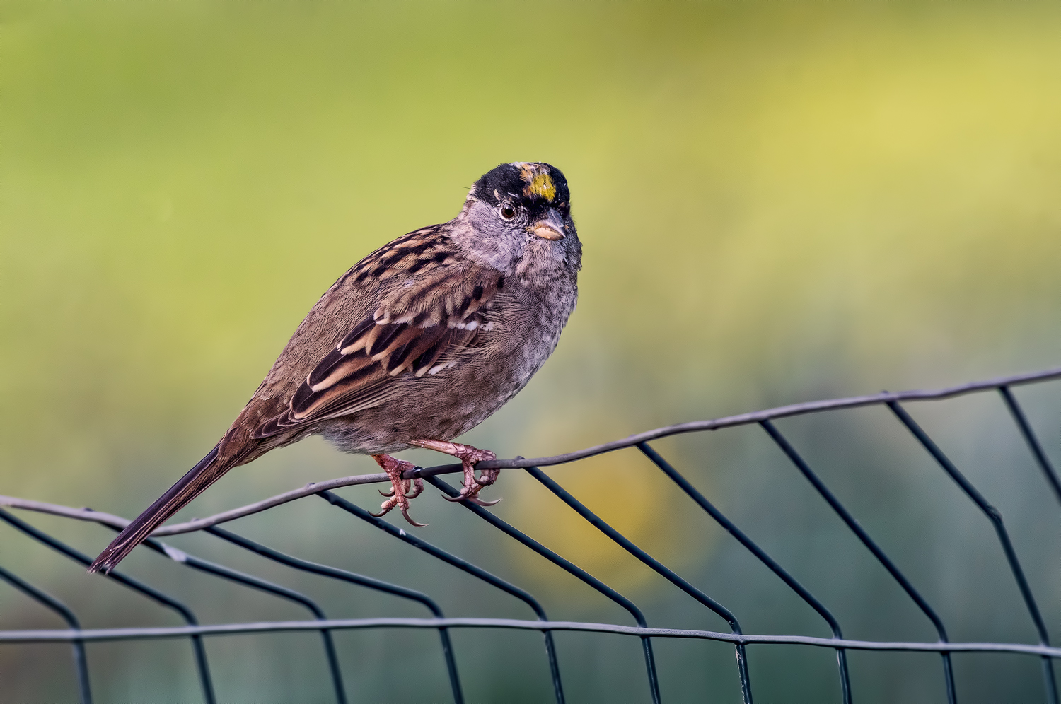 Golden Crowned Sparrow