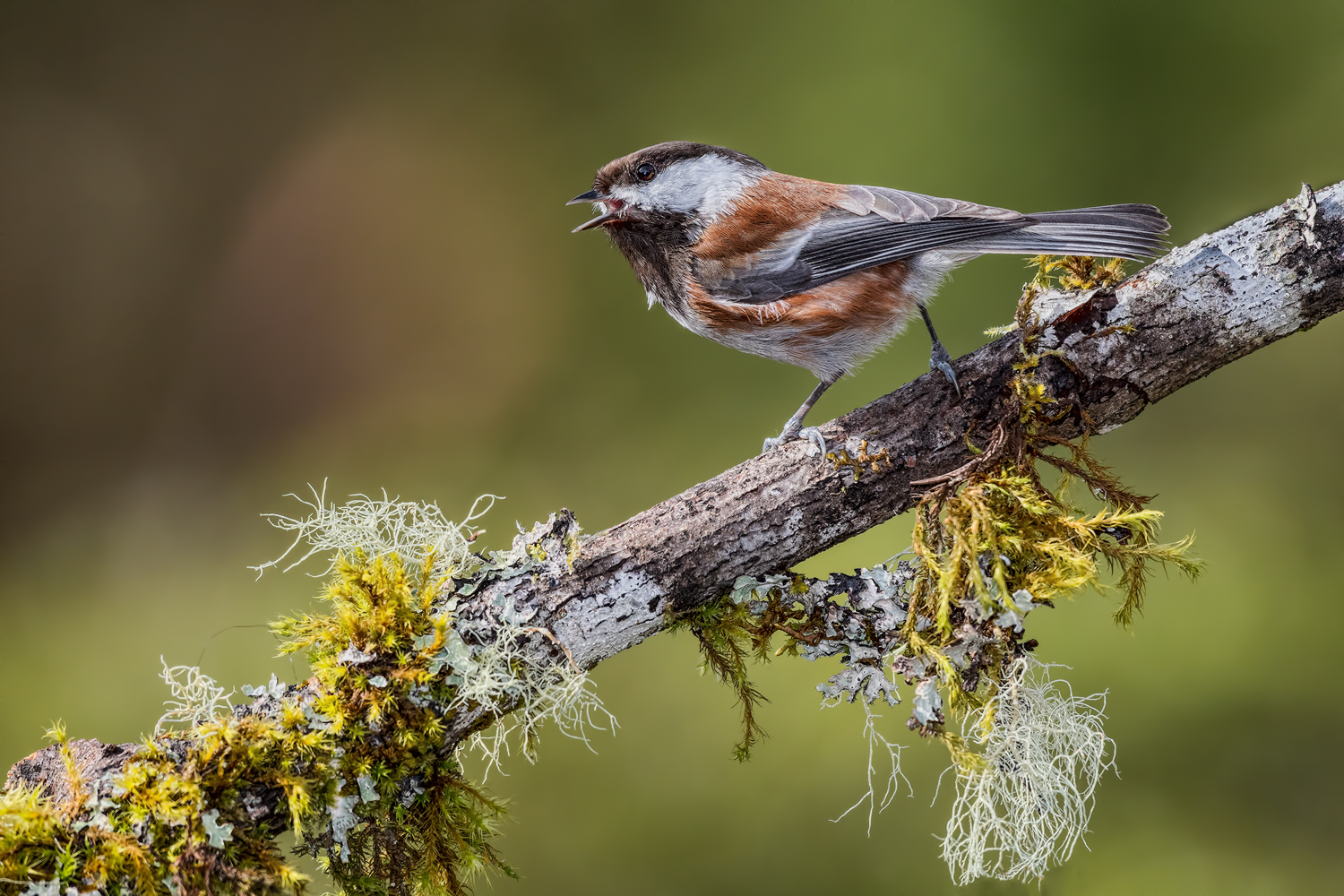 CB Chickadee