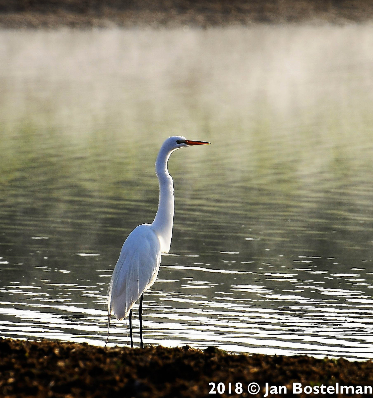 Admiring the pond mists