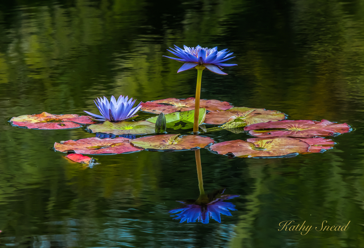 Water Lilies