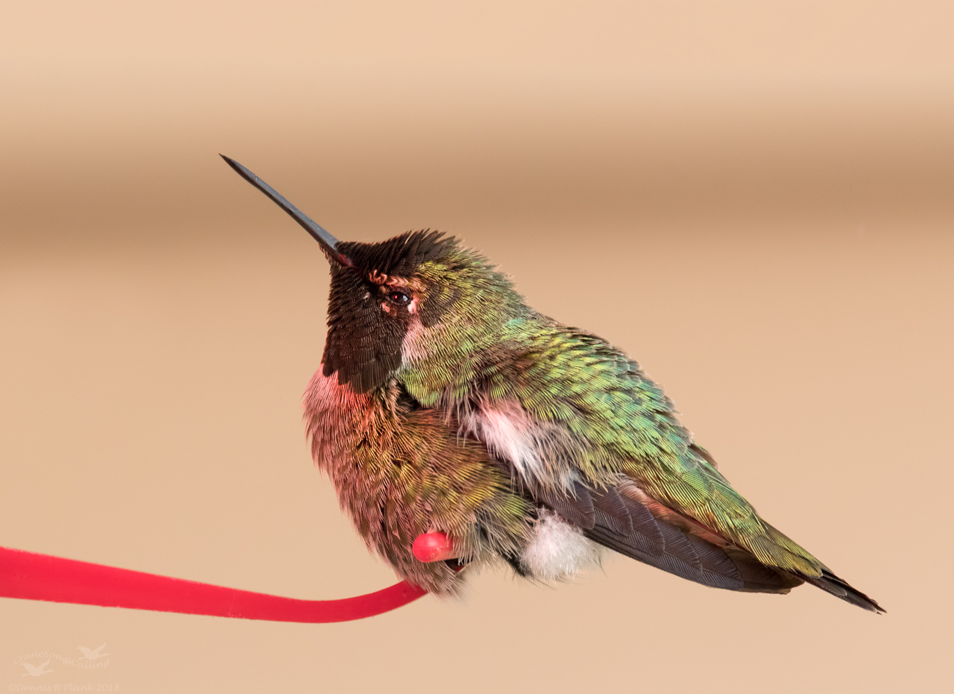 Another Hummer