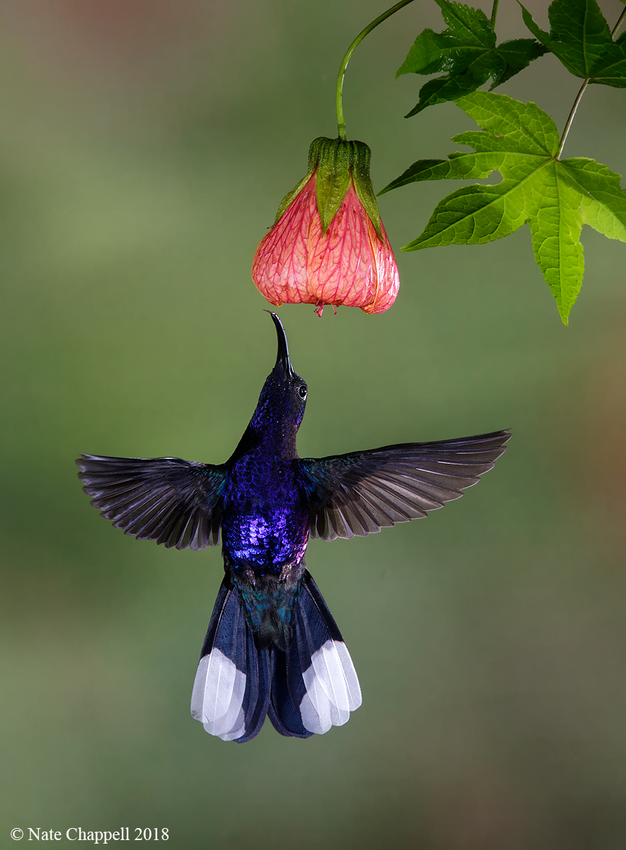 Violet Sabrewing 