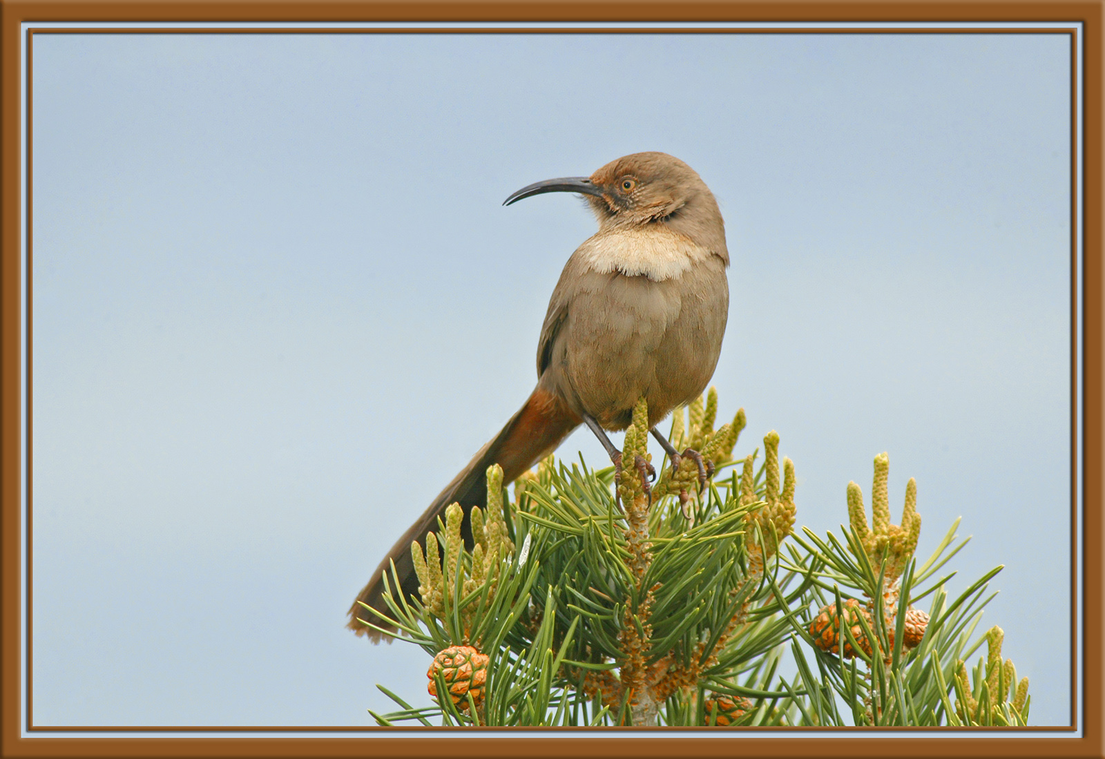 Crissal Thrasher, Take2