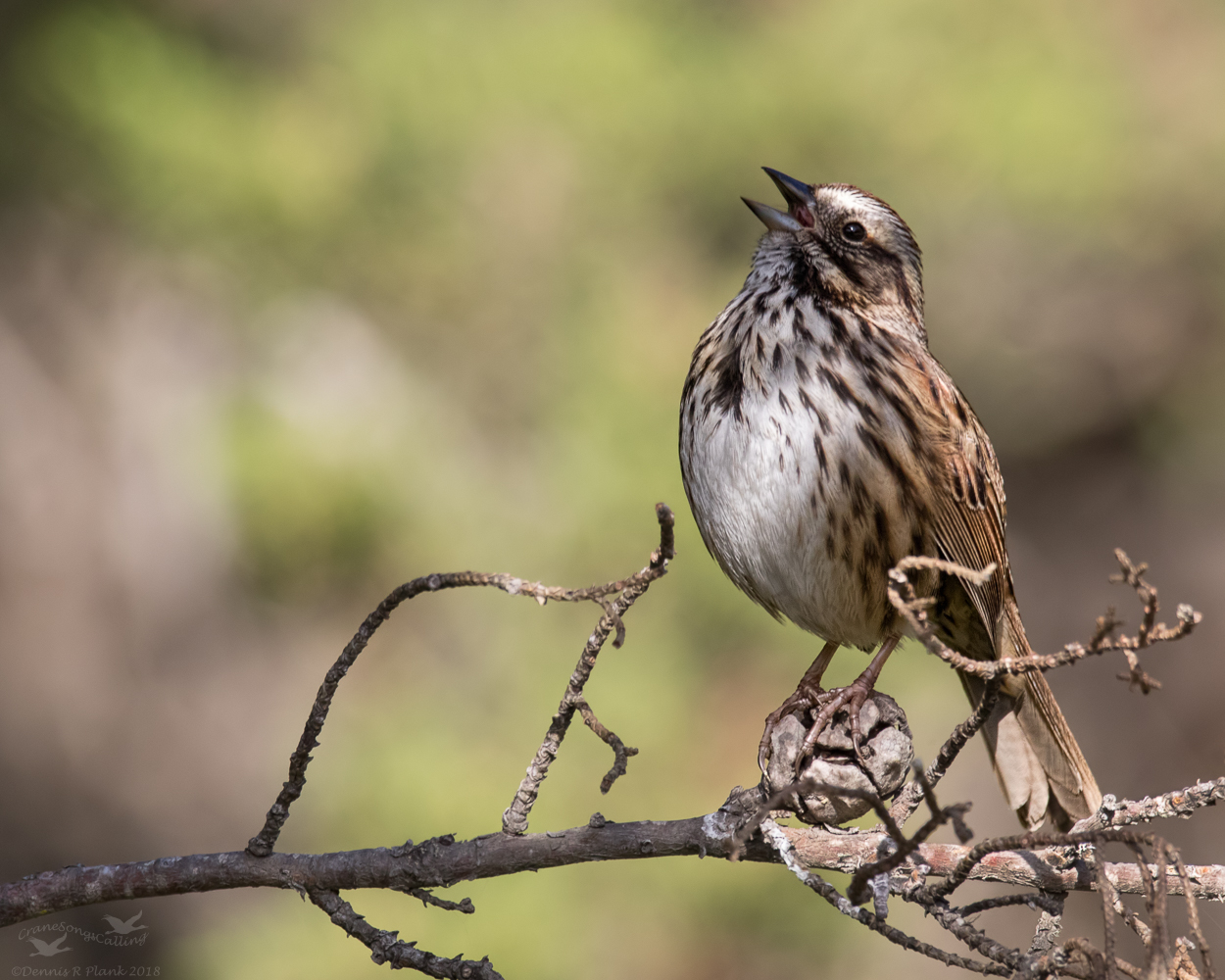 Song Sparrow