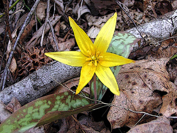 Symbol of Spring