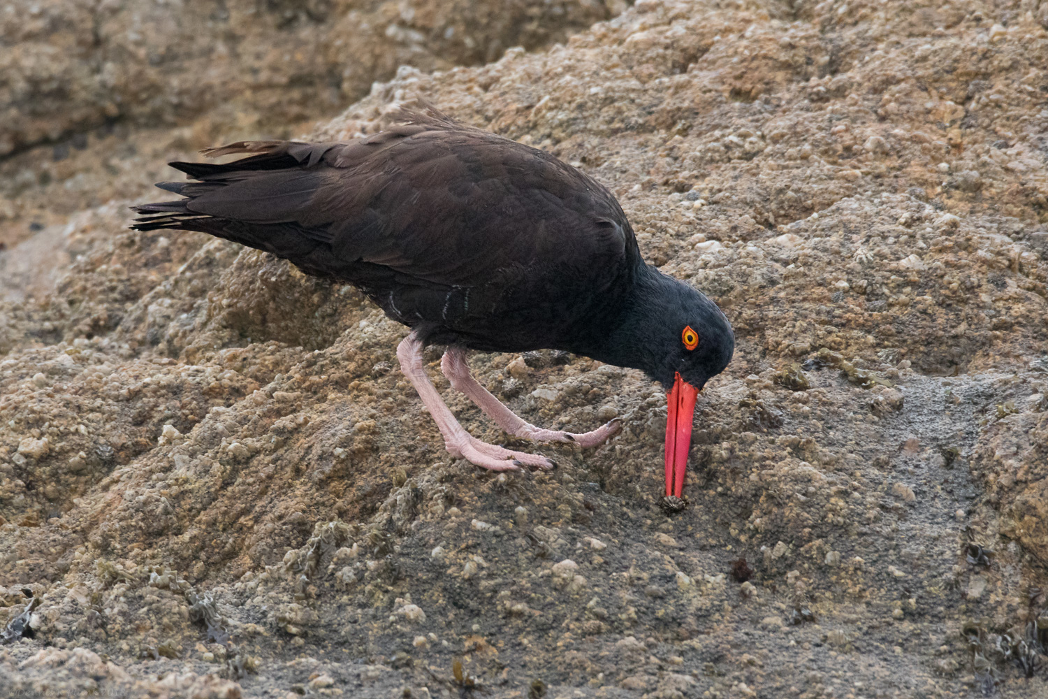 Oyster? Catcher