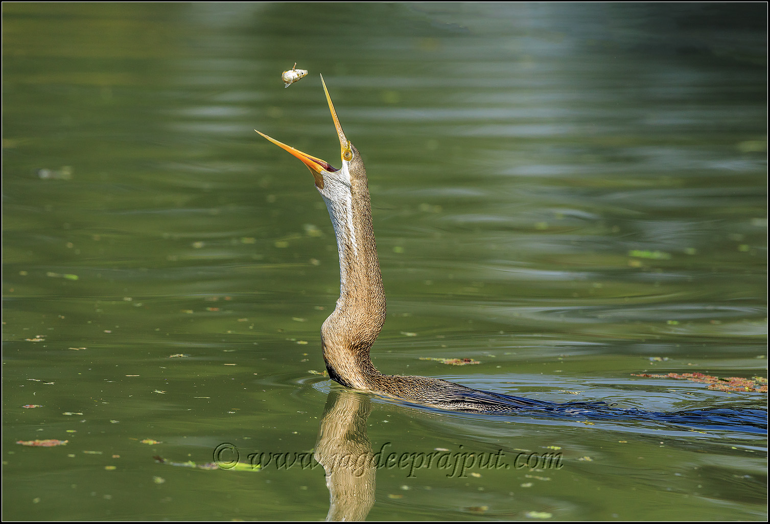 Fishing