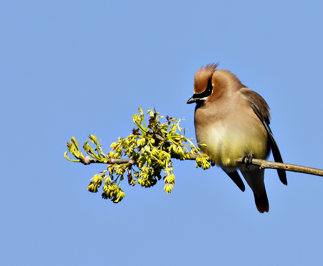 Cedar Waxwing