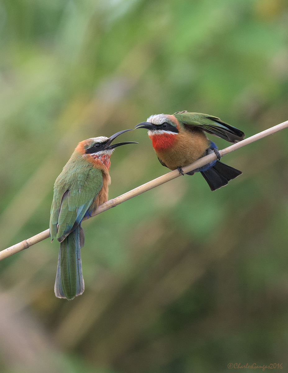 Bee-Eaters