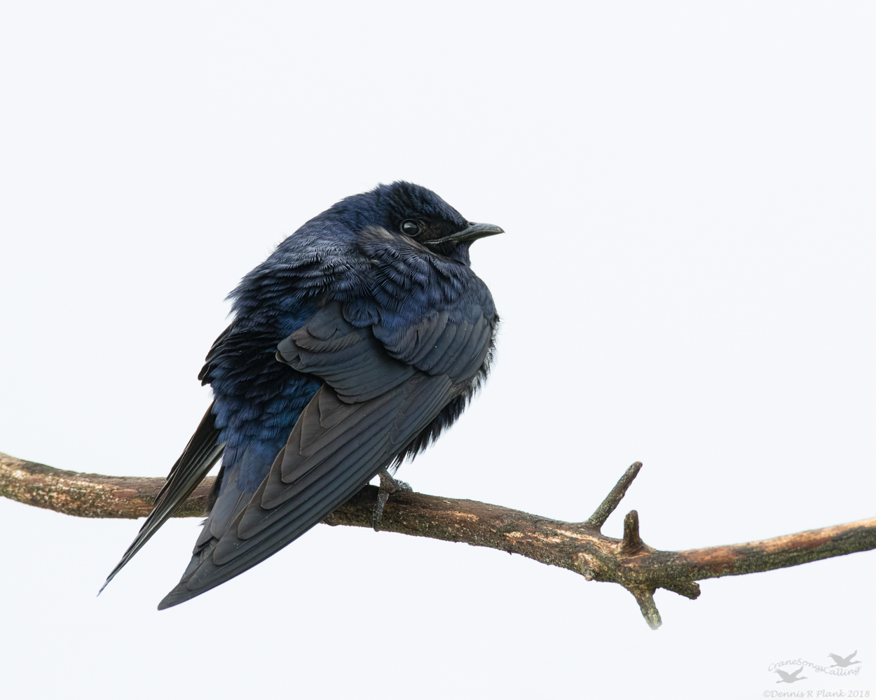 Purple Martin