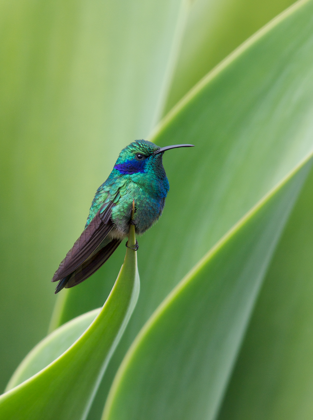 Green Violetear