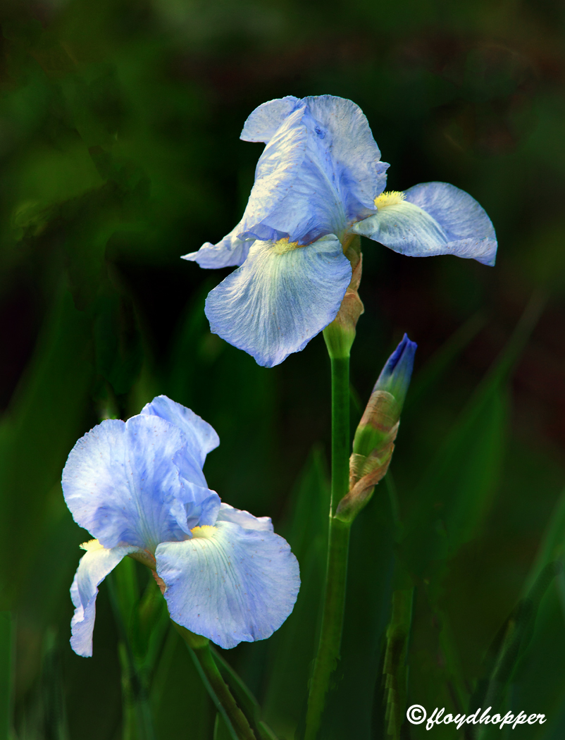 Blue Iris