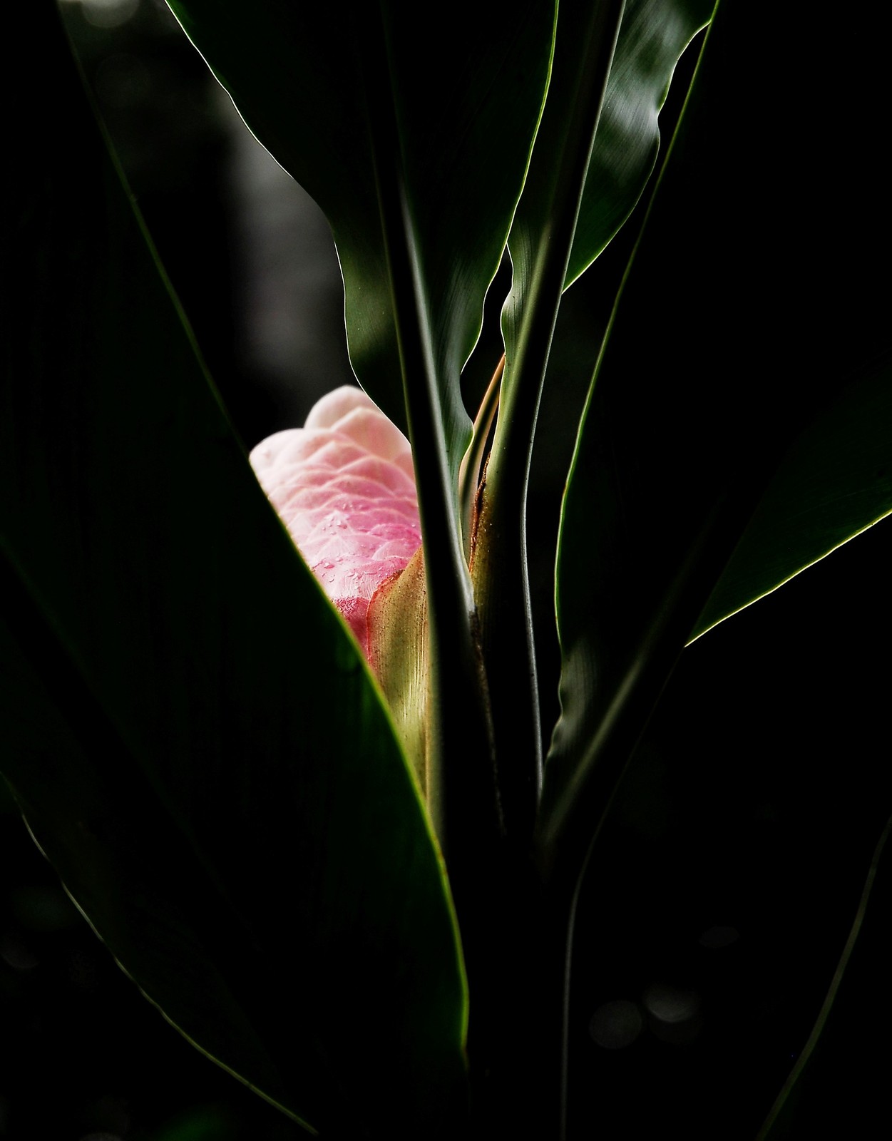 Shy