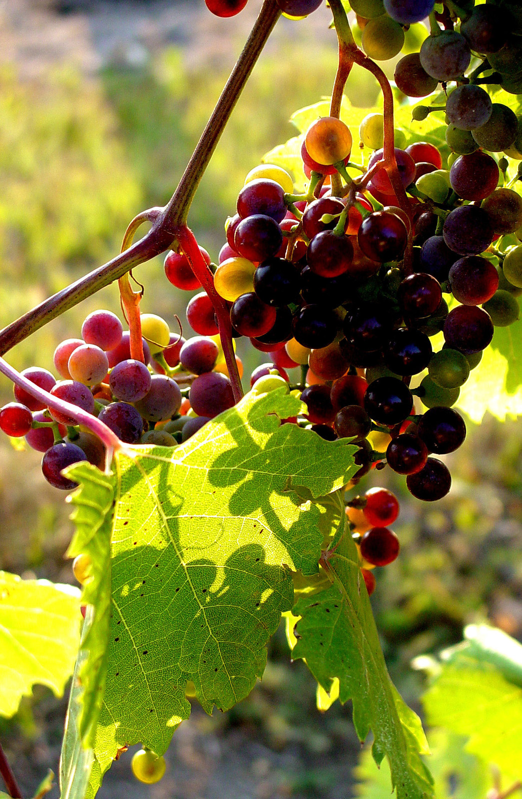 Grapes Transition