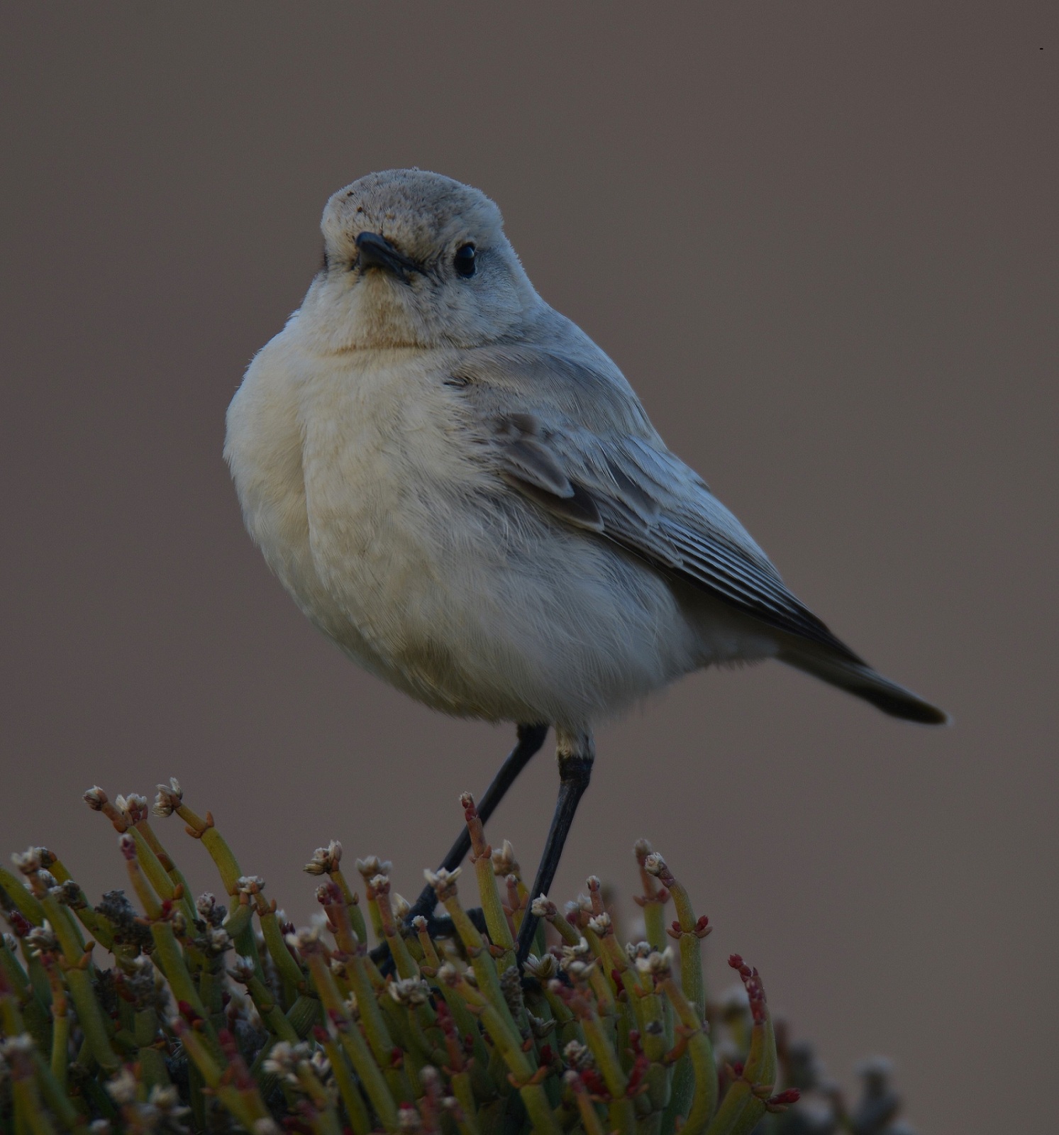 Namibian Bird