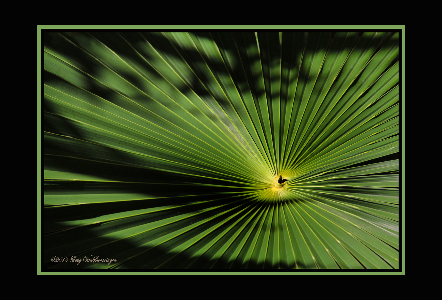 Optical Illusion