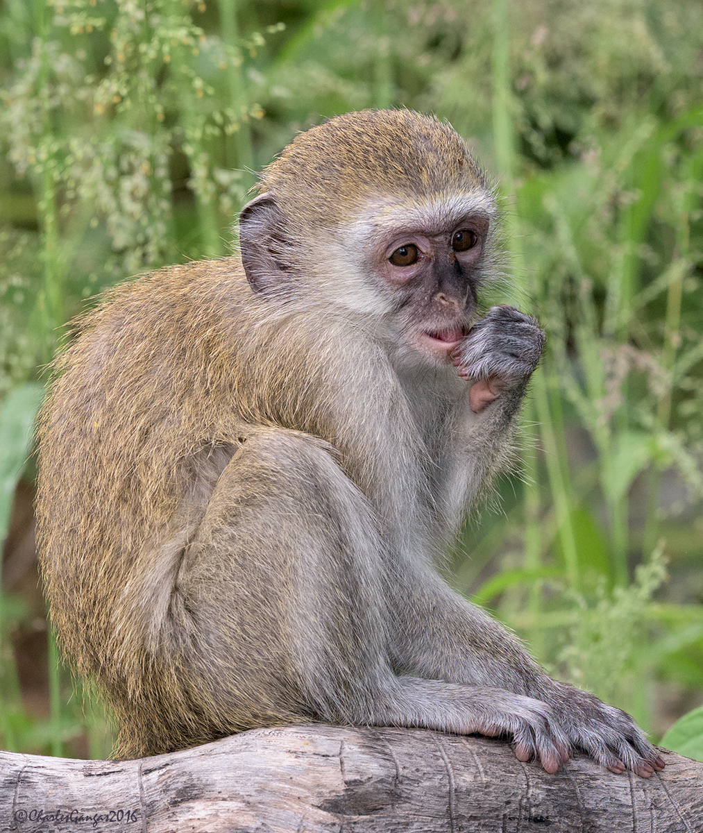 Vervet_juvenile