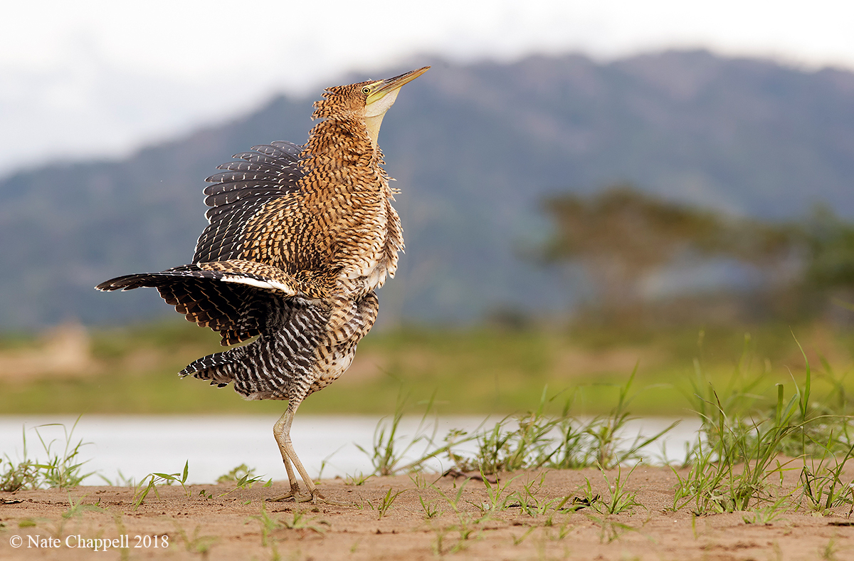 Bare-throated TigerHeron