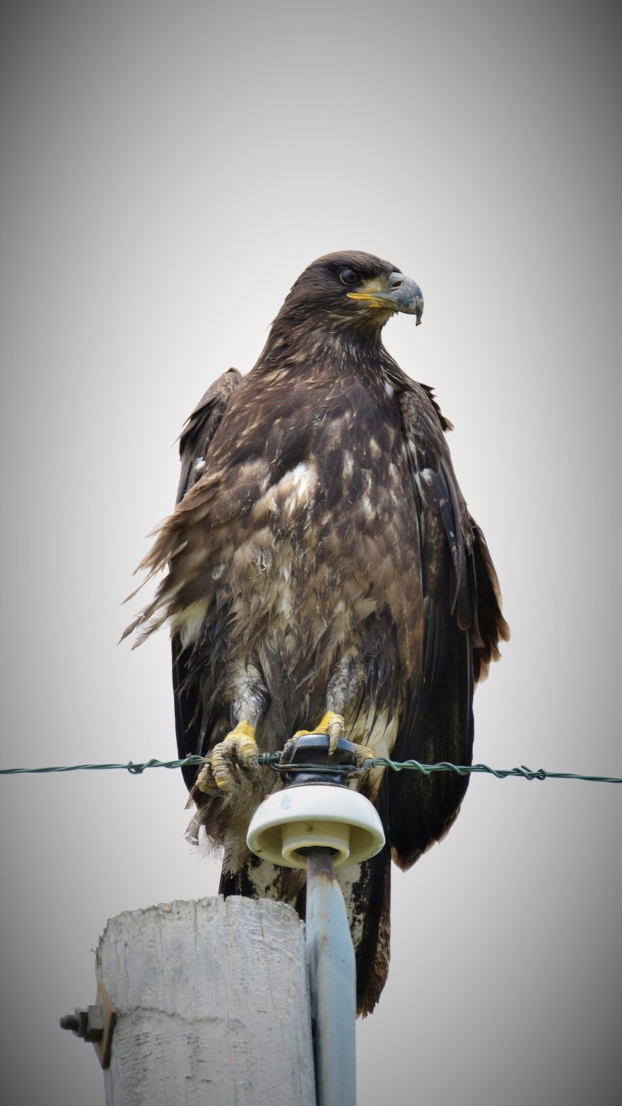 Juvenile Bald Eagle