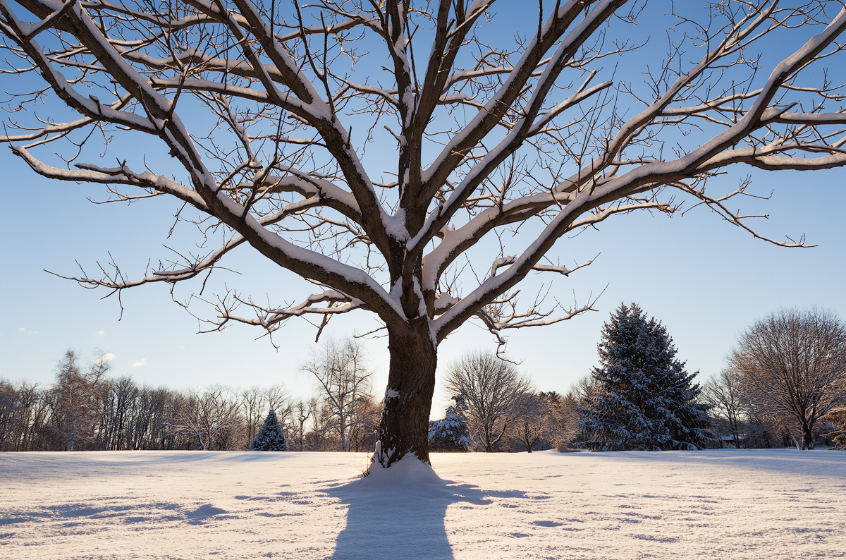 Fresh Snow 3