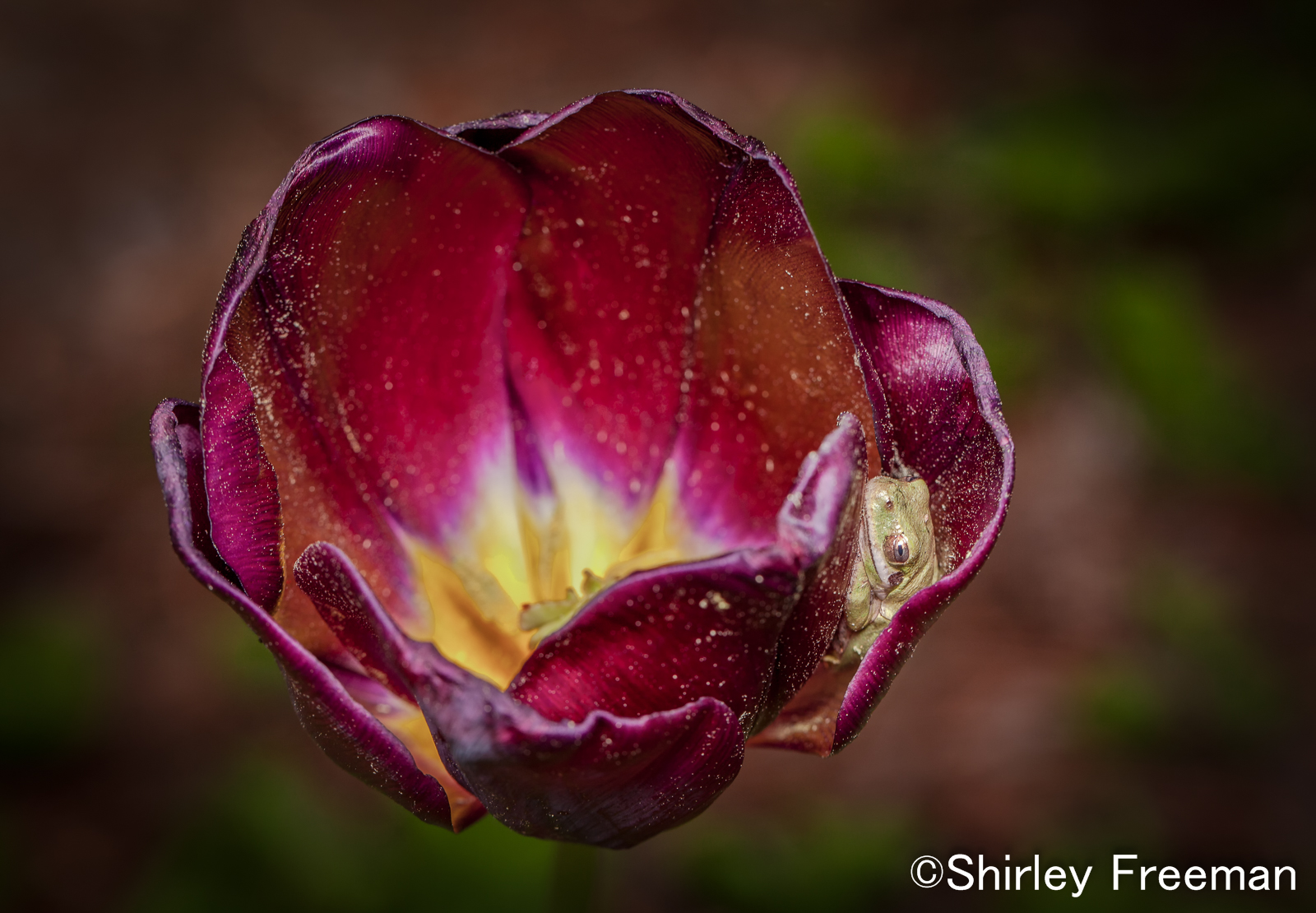 Hidden In A Tulip
