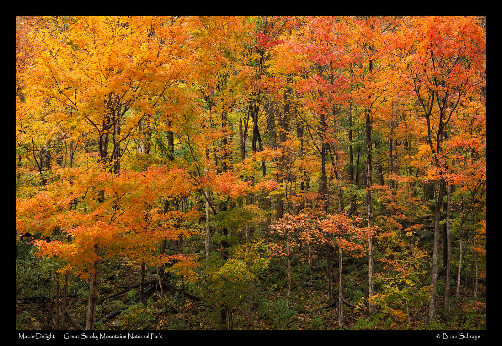 Maple Delight